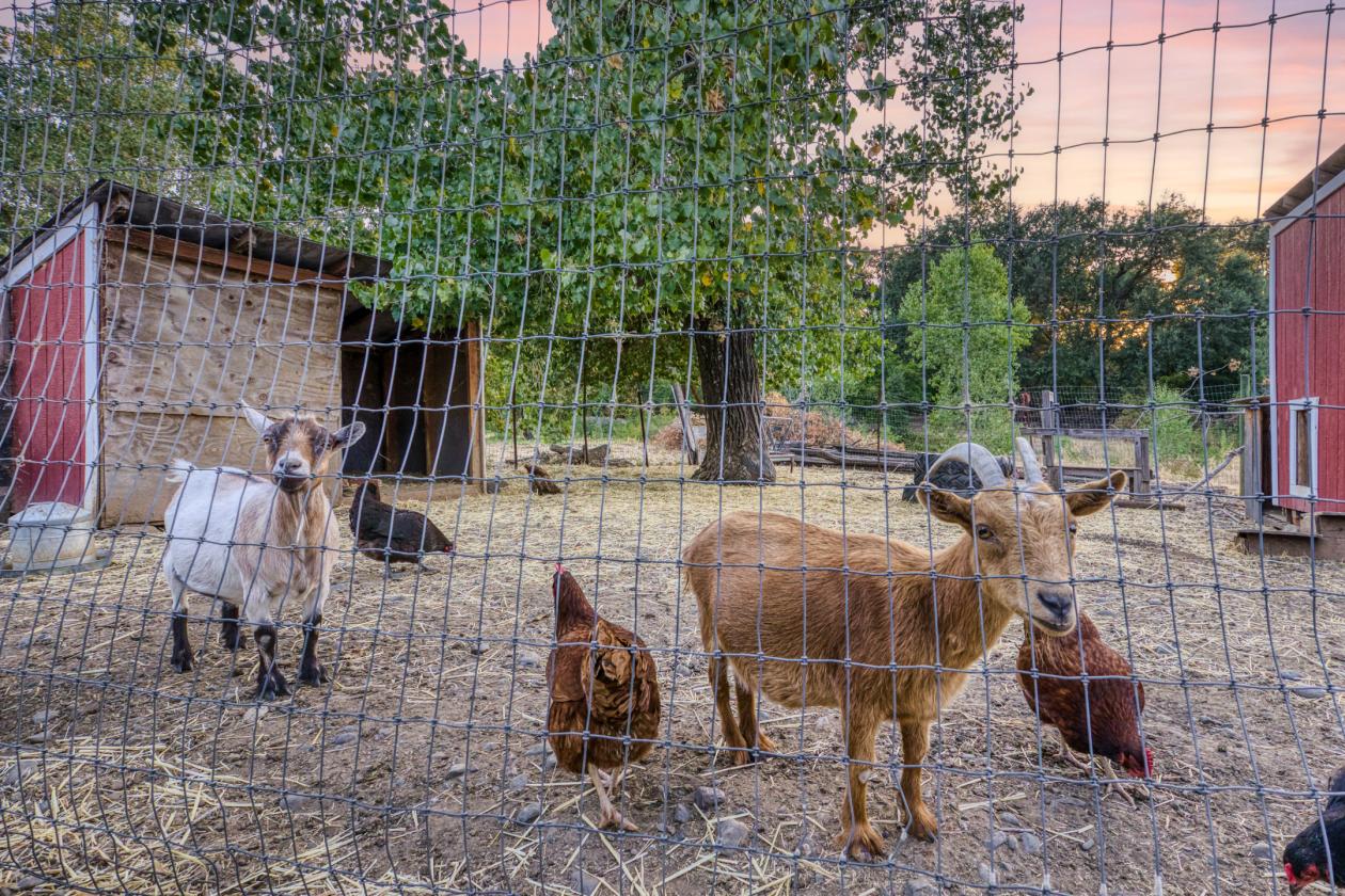 Finch Gardens, Creekside Family Compound & Pasture - photo 11