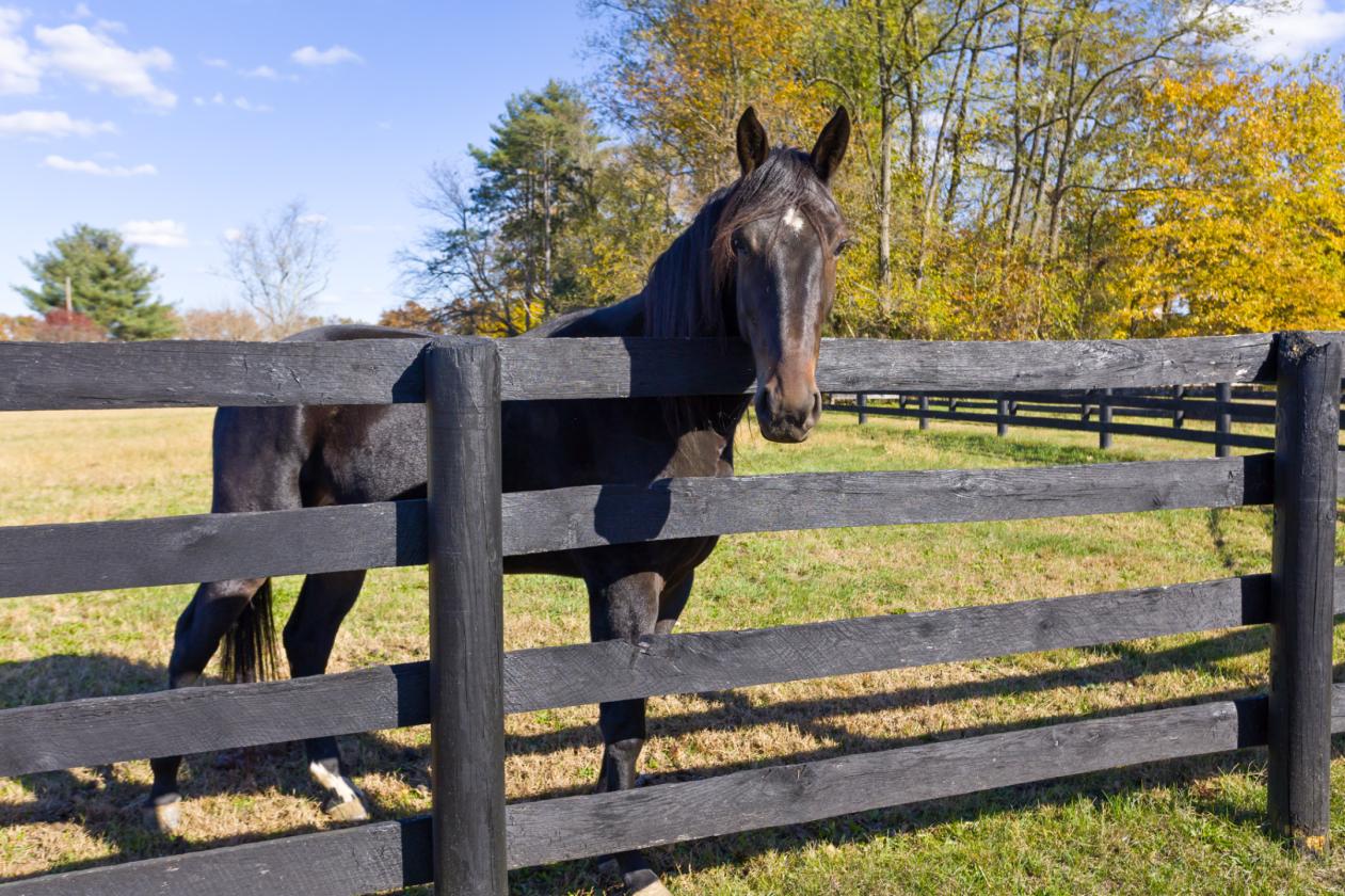 17+ PICTURESQUE ACRES WITH 2 BARNS & HOUSE - photo 14
