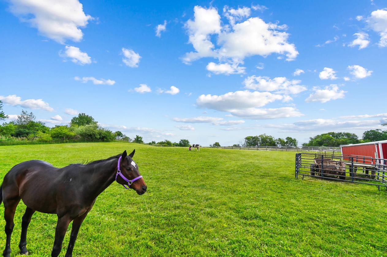 Heated Indoor Arena, Dedicated Hay Pasture & More! - photo 22