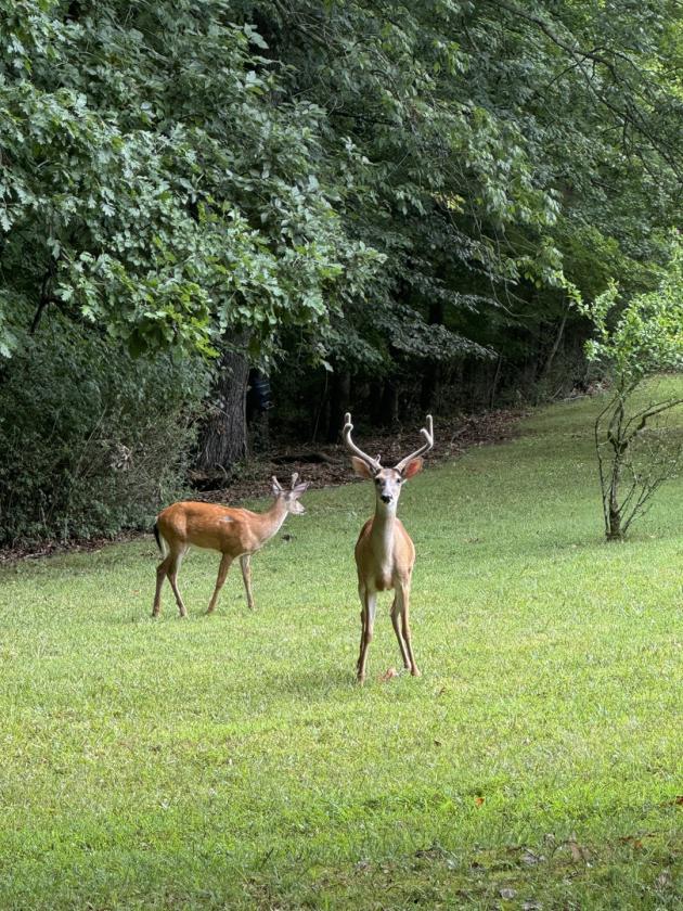 Creekside Equestrian Retreat on 19.3 acres - photo 10