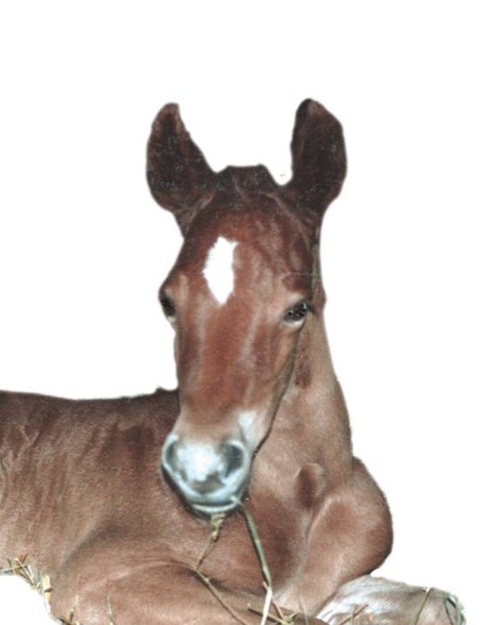 Agent profile picture