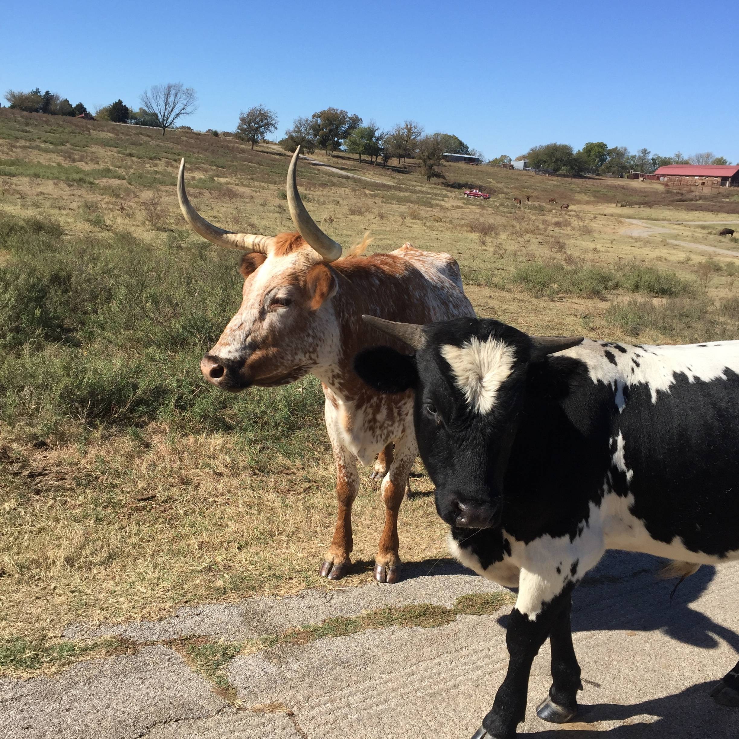 Agent profile picture