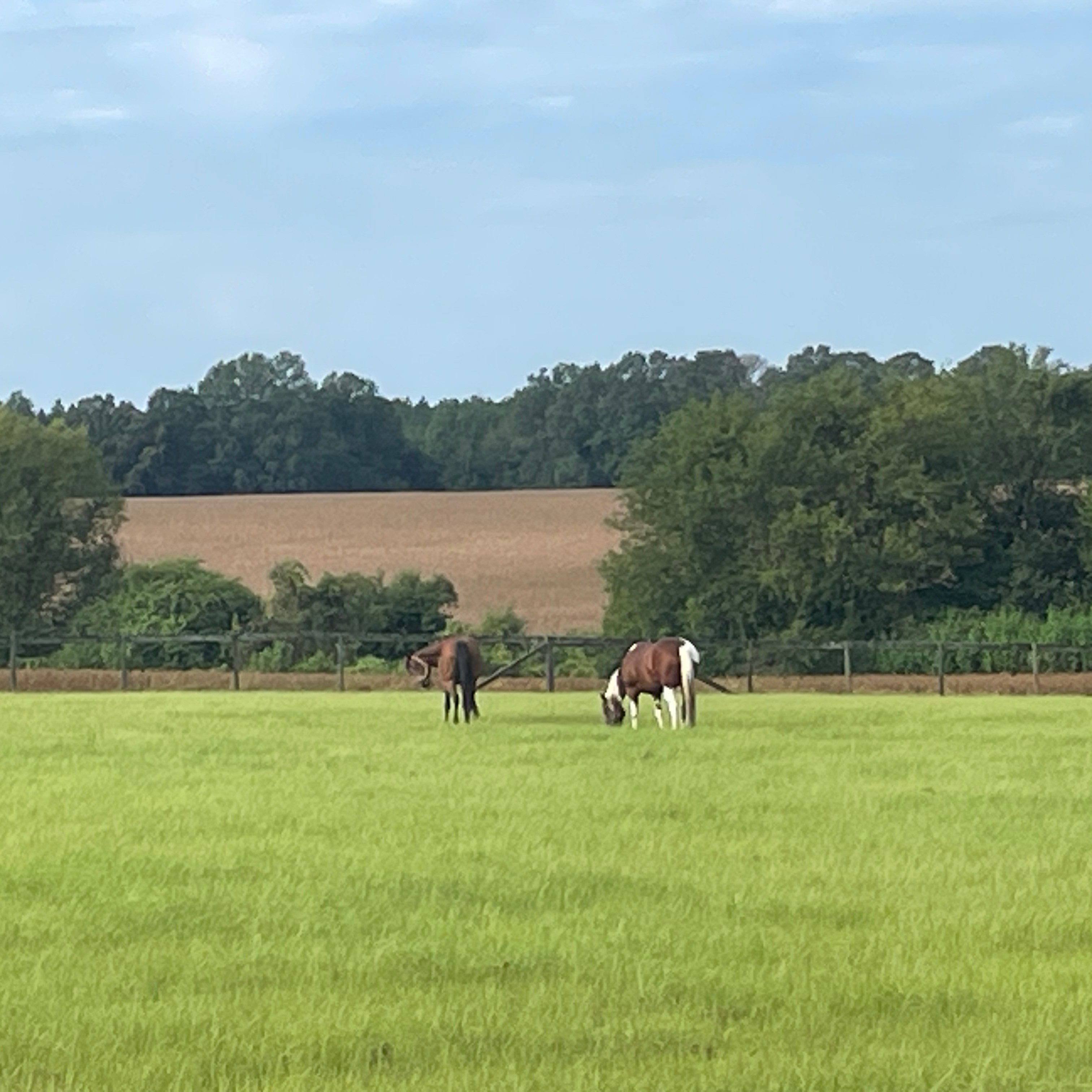 Agent profile picture