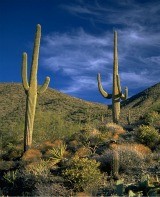 Agent profile picture.